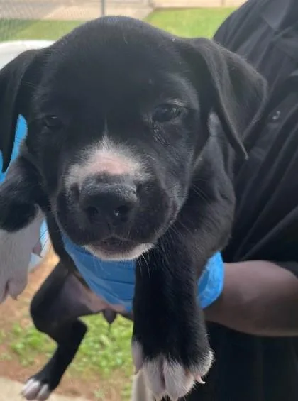 An adult small-sized female Terrier dog named Starfish for adoption in Shreveport, LA