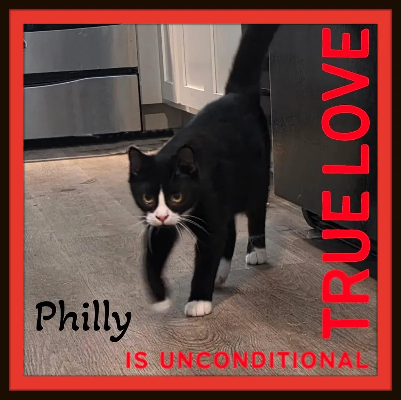 A baby medium-sized male Domestic Short Hair cat named Meet Philly the sweetest for adoption in Winston Salem, NC