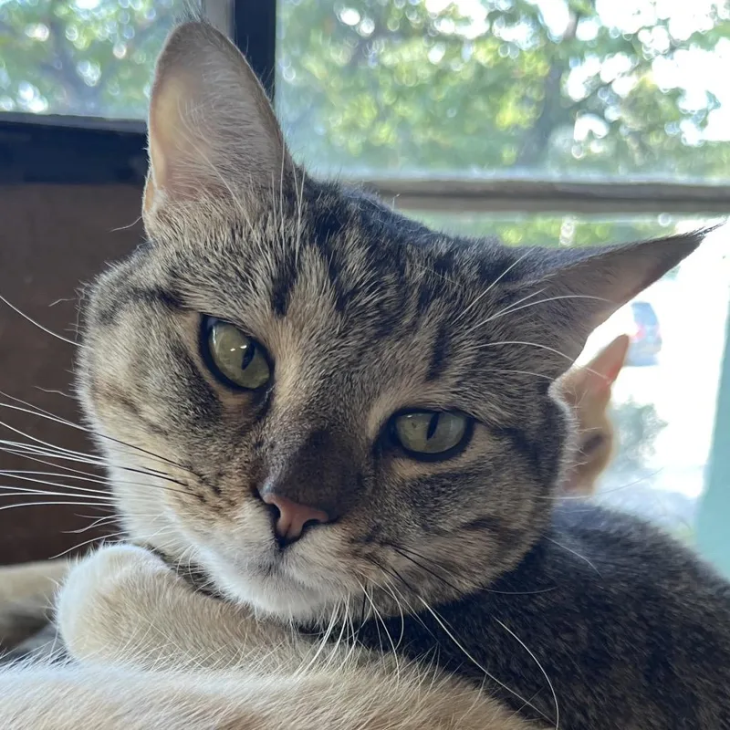 Mama Cora thumbnail 2