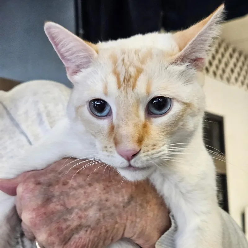 An adult small-sized male Flame Point Siamese cat named Hugh for adoption in Las Vegas, NV