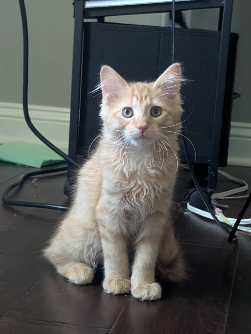 A young medium-sized male Buff & White Domestic Long Hair cat named Cracker for adoption in Bardstown, KY