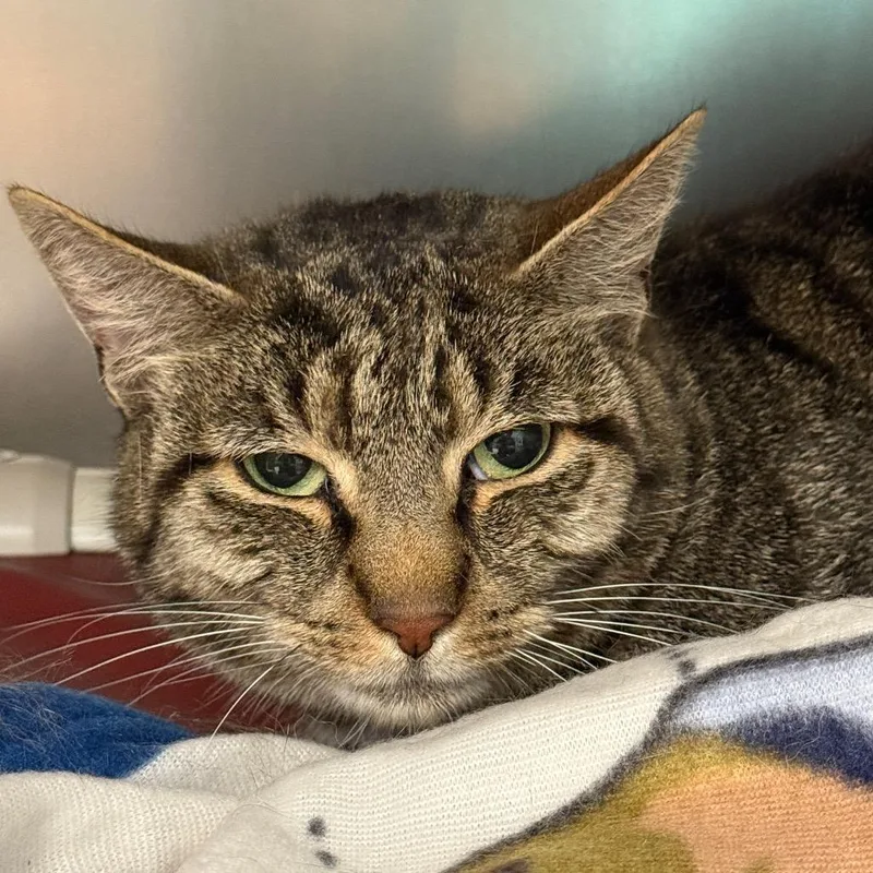 An adult large-sized male Domestic Short Hair cat named Wesley for adoption in Perkiomenville, PA