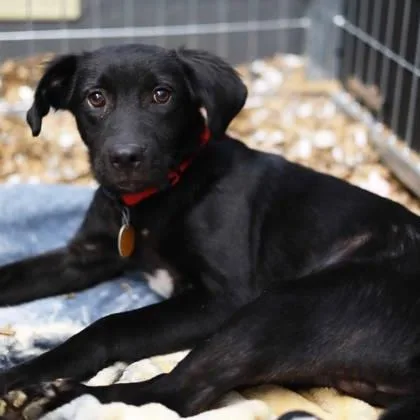 A young small-sized male Black Labrador Retriever dog named Hunter for adoption in Atlanta, GA