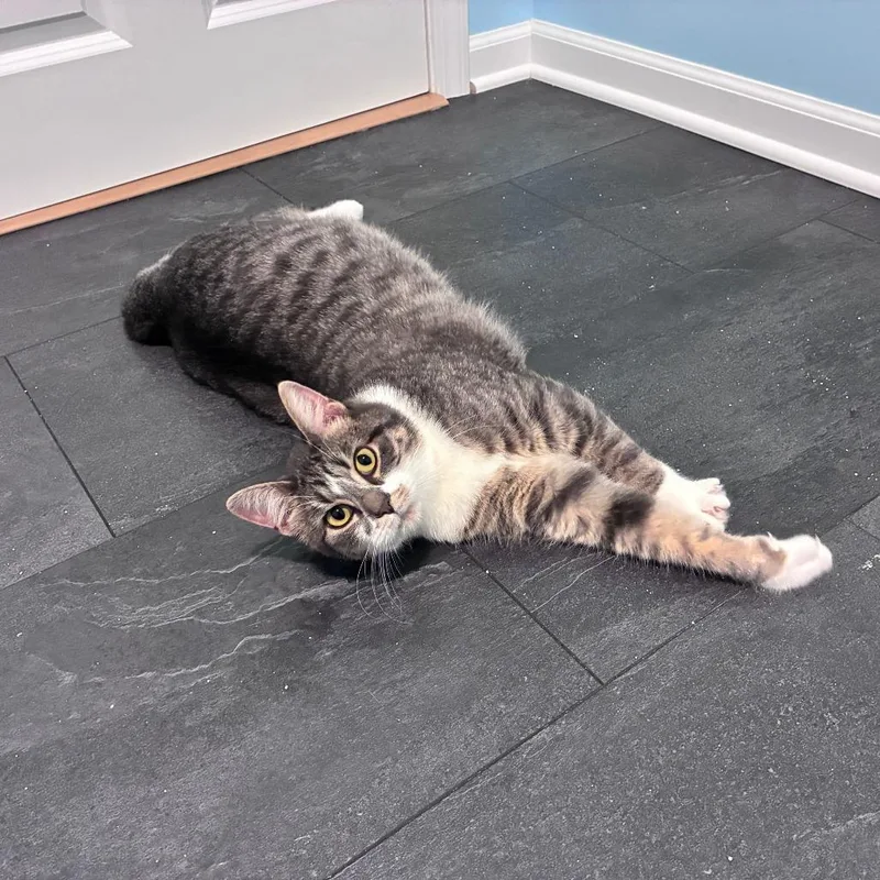 A young medium-sized female Domestic Short Hair cat named Gwen for adoption in Portage, MI