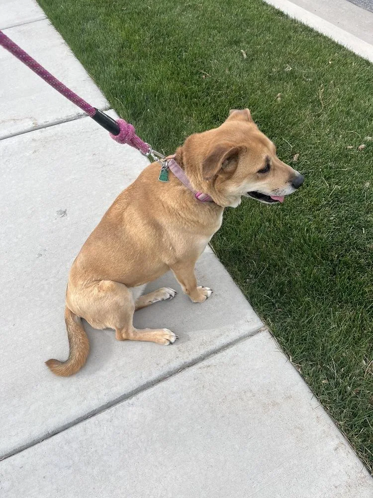 An adult large-sized female Tricolor (Brown, Black, & White) Labrador Retriever dog named Nova for adoption in Wildomar, CA