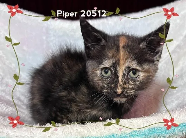 A baby medium-sized female Tortoiseshell Domestic Short Hair cat named Piper for adoption in Marietta, GA