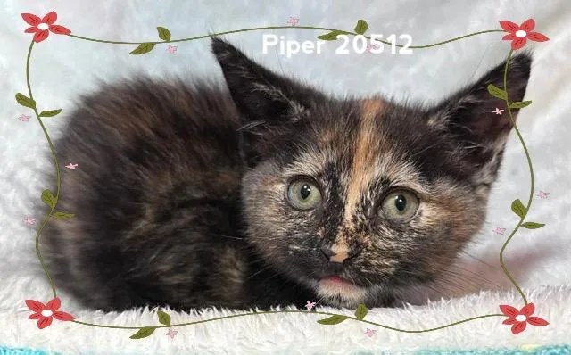 Piper thumbnail 2