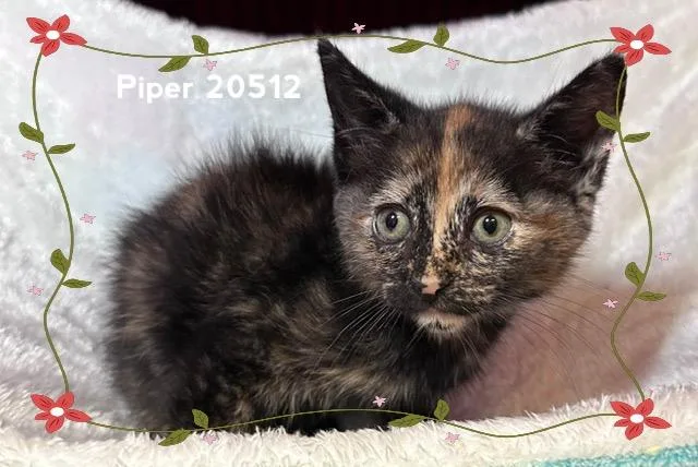 Piper thumbnail 3
