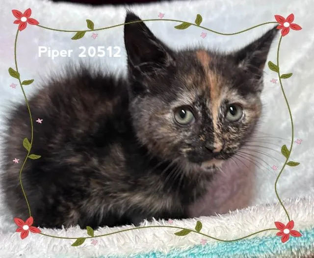 Piper thumbnail 4