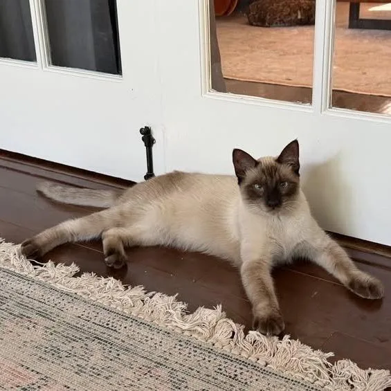 A young small-sized male Seal Point Siamese cat named Button for adoption in Los Angeles, CA