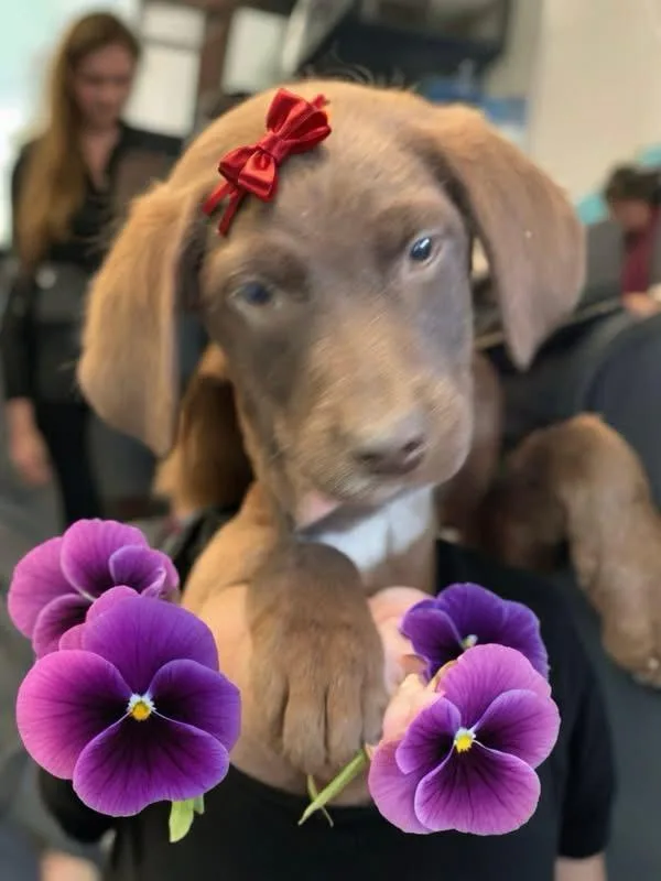 A baby medium-sized female Brown / Chocolate Chocolate Labrador Retriever dog named Pansie for adoption in Woodbury, NJ