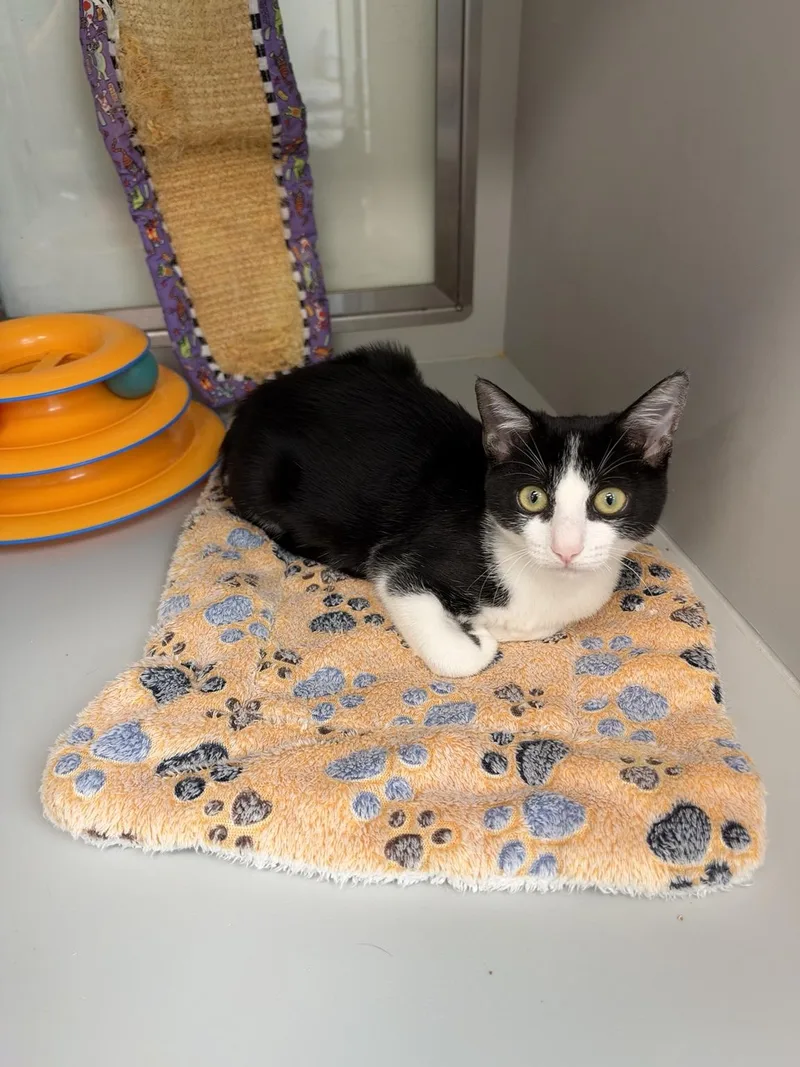 A baby medium-sized female Black & White / Tuxedo Domestic Short Hair cat named Duquesa for adoption in Miami Beach, FL