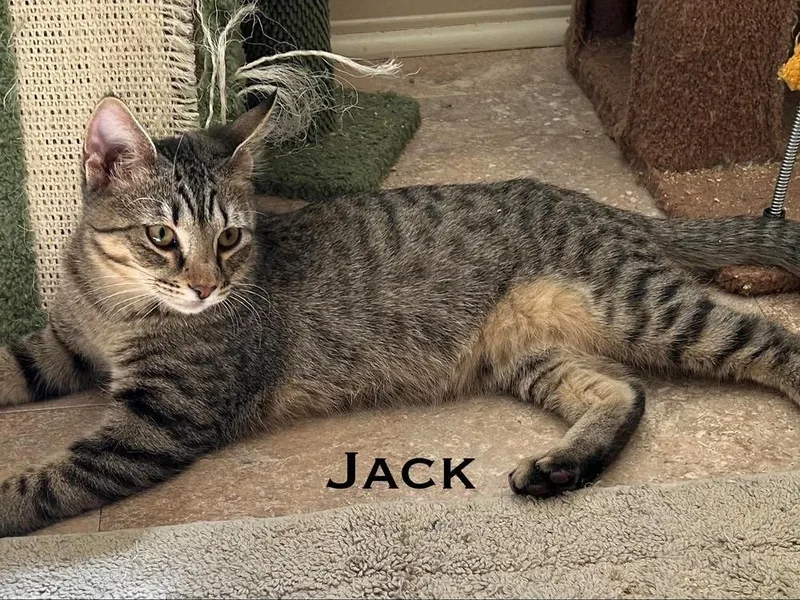 A baby small-sized male Domestic Short Hair cat named Jack for adoption in Groveland, MA