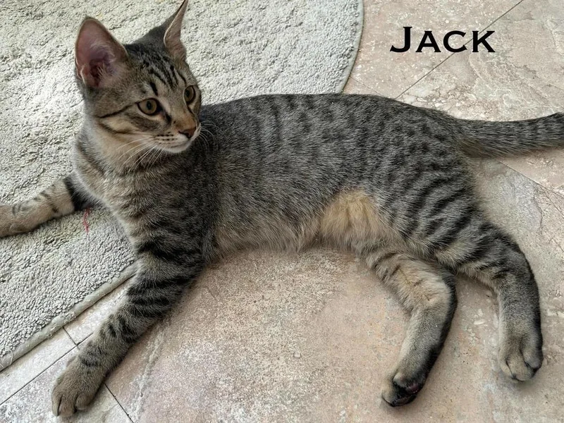 Jack thumbnail 2