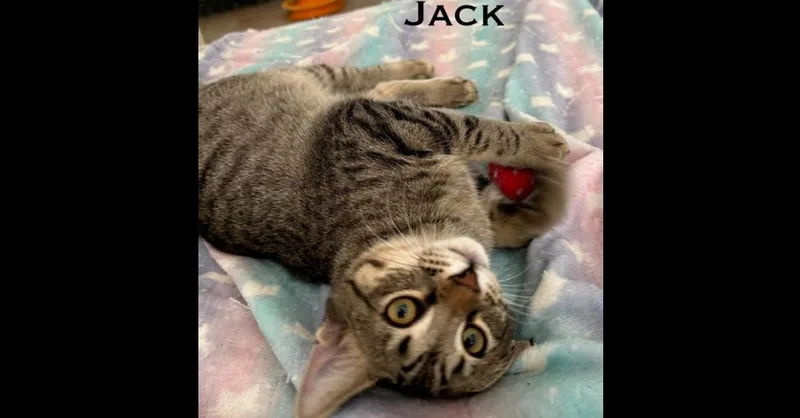 Jack thumbnail 3
