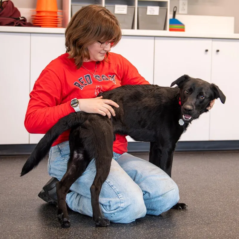 An adult medium-sized male Black Mixed Breed dog named Fenway for adoption in Kennebunk, ME