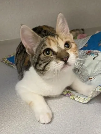 A baby medium-sized female Torbie cat named Mitsu for adoption in Red Bluff, CA