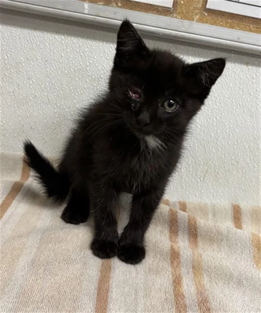 A baby small-sized male Domestic Medium Hair cat named A for adoption in Camarillo, CA