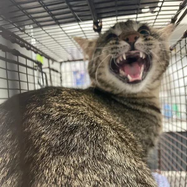 A young small-sized female Domestic Short Hair cat named Loudred  Bonded W for adoption in Des Moines, IA