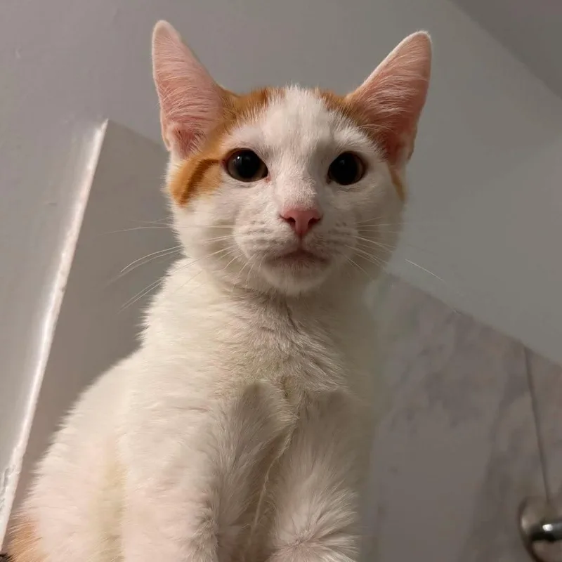 A baby small-sized male White Domestic Short Hair cat named Hash Brown for adoption in Forest Park, IL