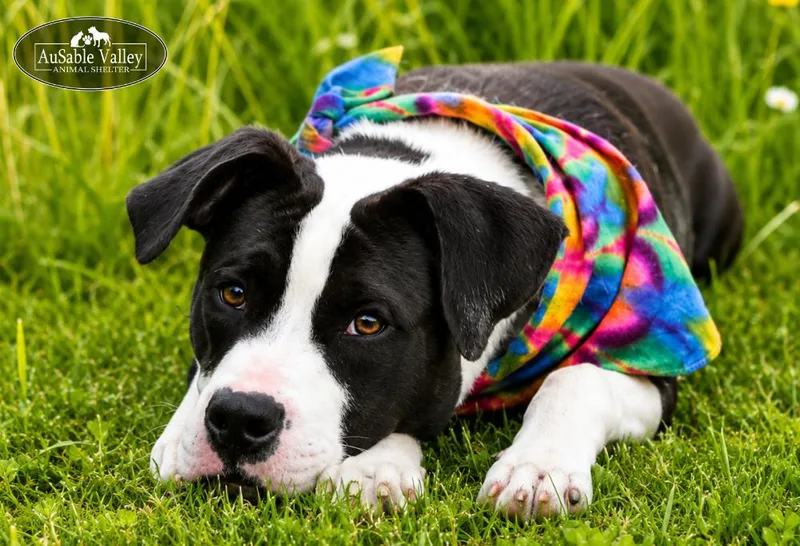 A young large-sized female Black Mixed Breed dog named Bella for adoption in Grayling, MI
