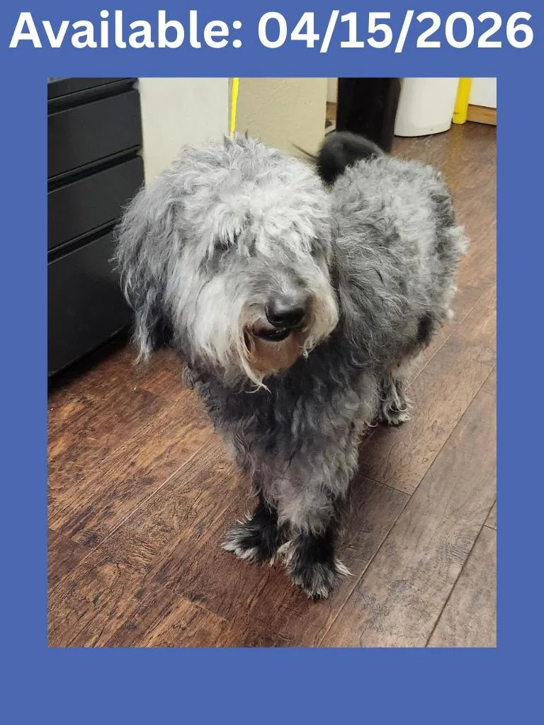 A young large-sized male Poodle dog named Dog Kennel  Lyric for adoption in Greenville, TX