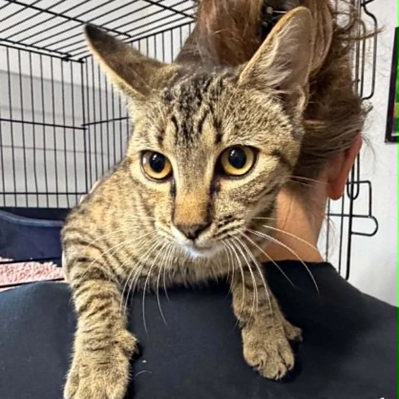 A young small-sized female Brown / Chocolate Domestic Short Hair cat named Jill for adoption in Stephenville, TX