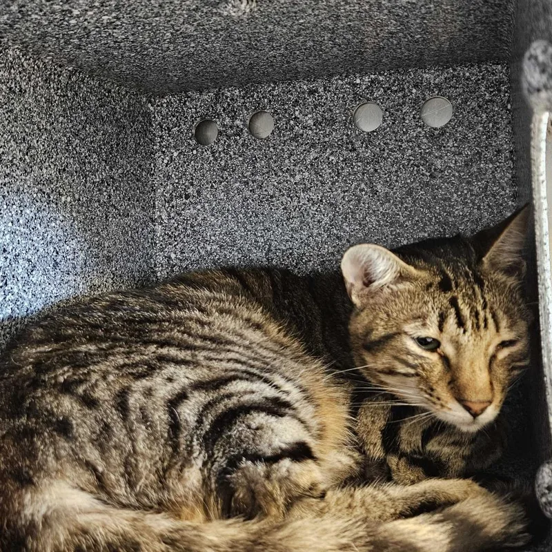 An adult medium-sized male Brown / Chocolate Domestic Short Hair cat named Arthur for adoption in Dover, NH