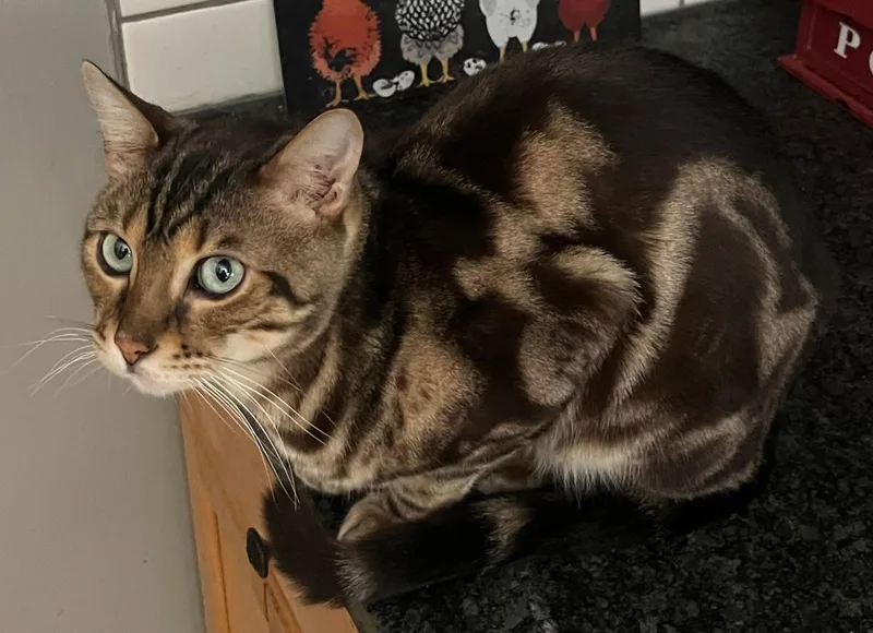 An adult medium-sized male Bengal cat named Felix for adoption in Holland, Michigan
