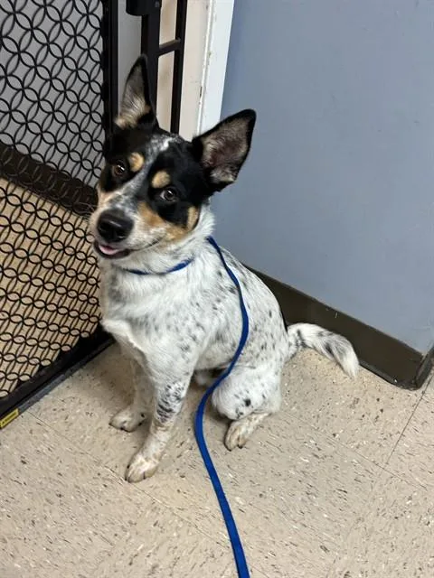 A young small-sized male Australian Cattle Dog / Blue Heeler dog named Rocket for adoption in Killeen, TX