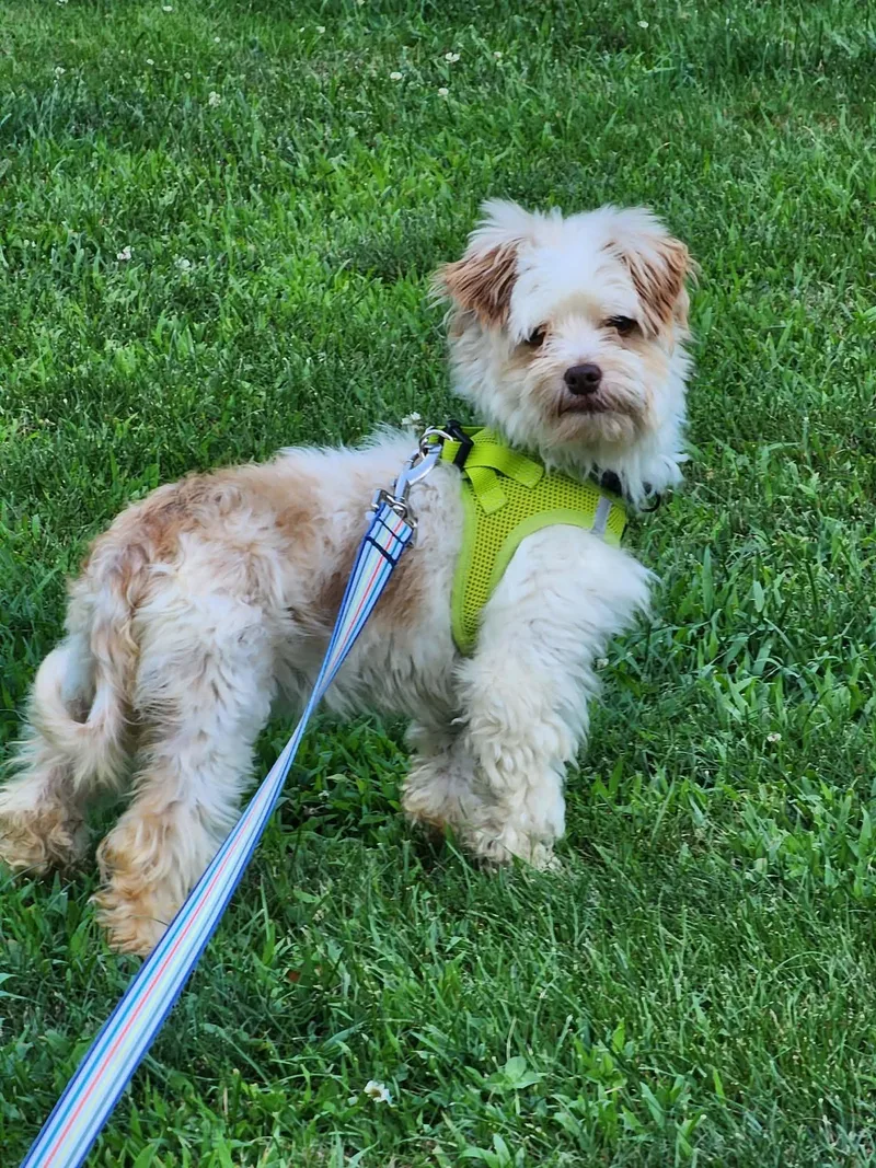 An adult small-sized female White / Cream Havanese dog named Annie for adoption in Brunswick, ME