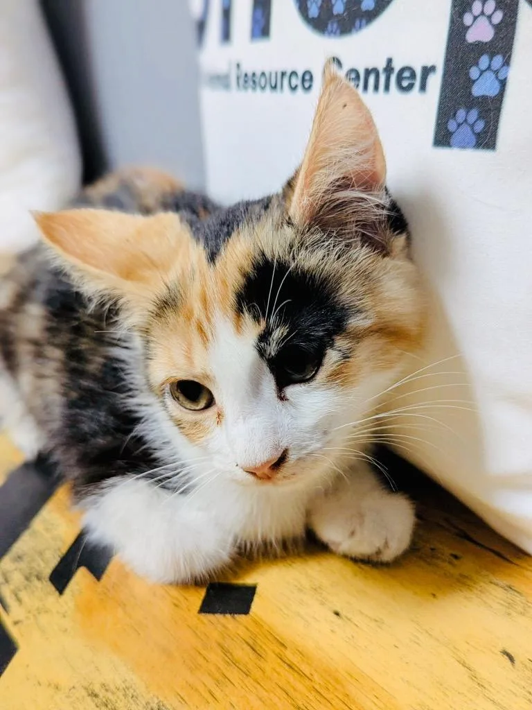 A baby medium-sized female Domestic Short Hair cat named Emily for adoption in Claremore, OK
