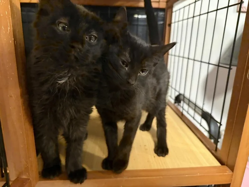 A baby small-sized male Black Domestic Short Hair cat named Odelia for adoption in Taylor, PA