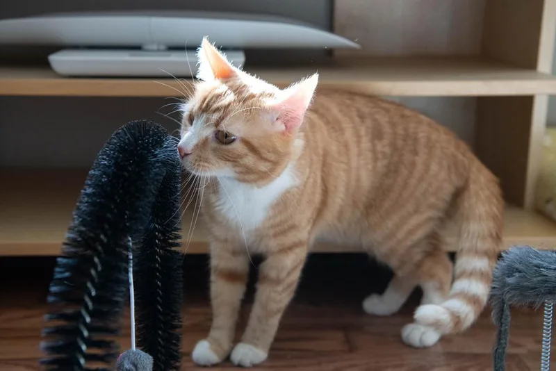 Sprinkles thumbnail 2