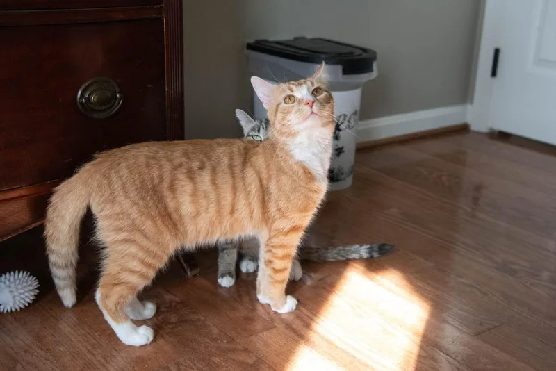 Sprinkles thumbnail 3