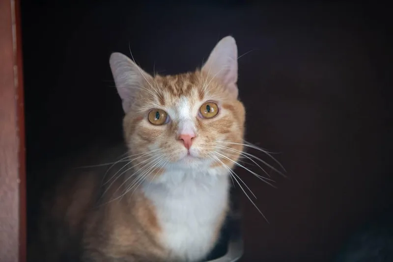 Sprinkles thumbnail 4