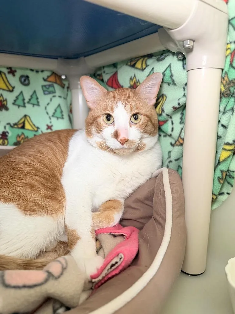 An adult medium-sized male Domestic Short Hair cat named Clem for adoption in Menomonie, WI