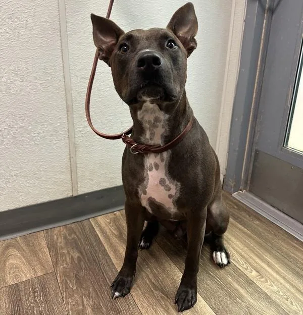 An adult medium-sized male Pit Bull Terrier dog named Blase for adoption in San Diego, CA