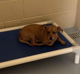 An adult small-sized male Brown / Chocolate Chihuahua dog named Momo for adoption in Harlingen, TX