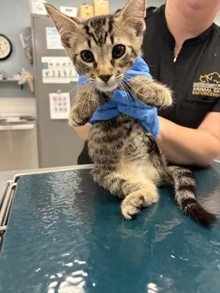 A baby small-sized male Domestic Short Hair cat named Navy Band for adoption in Gastonia, NC