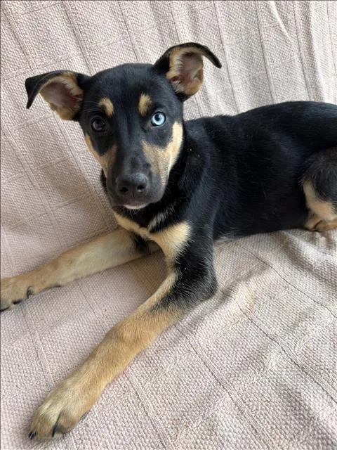 A baby small-sized female Labrador Retriever dog named Jilly for adoption in Conroe, TX