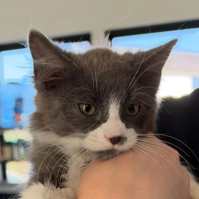 A baby small-sized male Gray / Blue / Silver Domestic Long Hair cat named Beech for adoption in Chapel Hill, NC