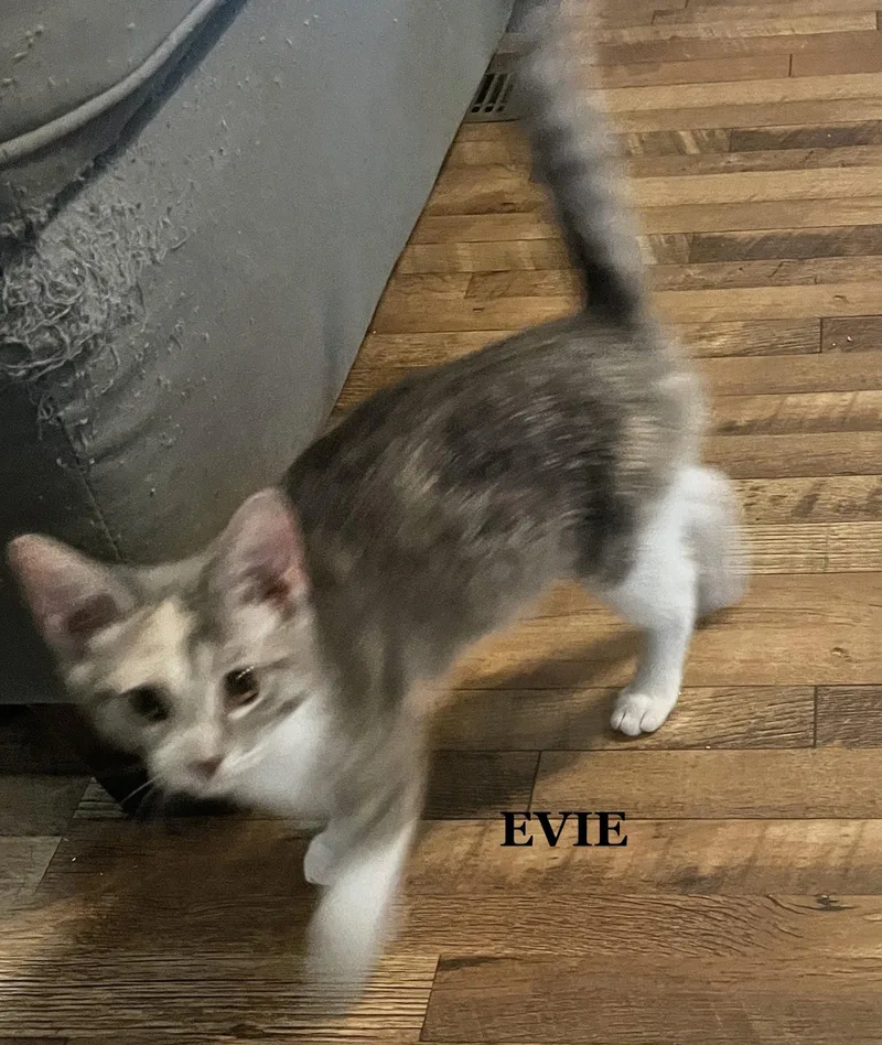 A baby medium-sized female Domestic Short Hair cat named Evie for adoption in Morehead, KY