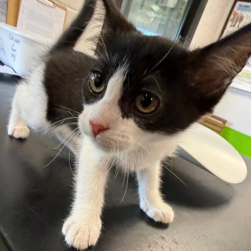A baby small-sized female Black Domestic Short Hair cat named Lexi for adoption in Ponca City, OK