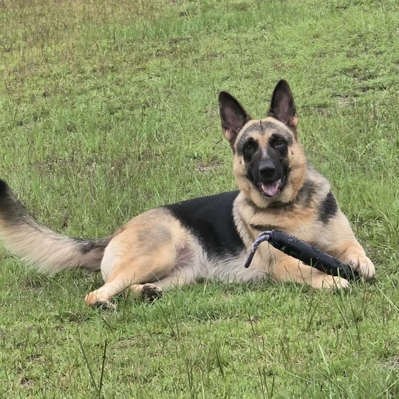 An adult large-sized female Black German Shepherd Dog dog named Macy for adoption in Columbia, SC