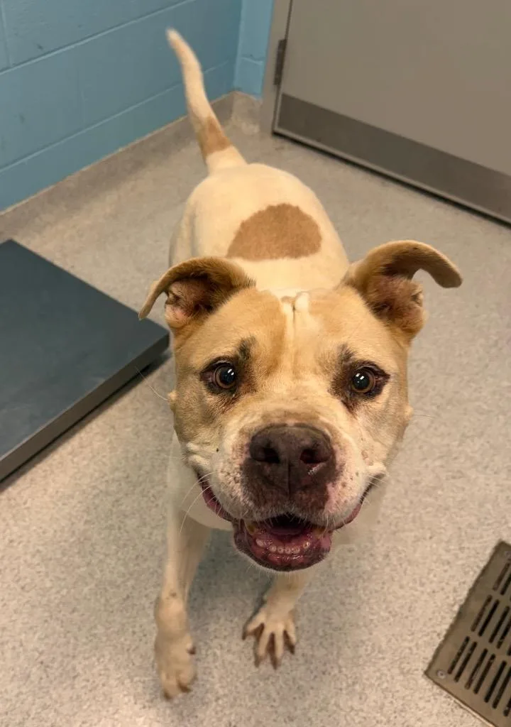 A senior large-sized male American Staffordshire Terrier dog named Wayne for adoption in Frankfort, KY