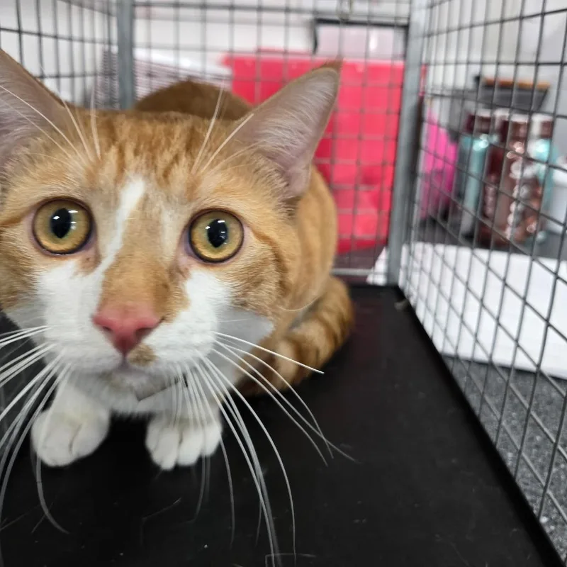 A young large-sized male Domestic Short Hair cat named Jack for adoption in Newark, NJ