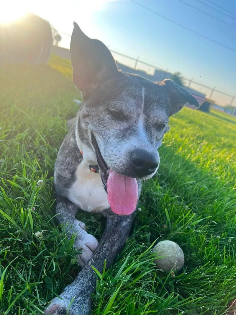An adult medium-sized female Mixed Breed dog named Karma for adoption in Davenport, IA