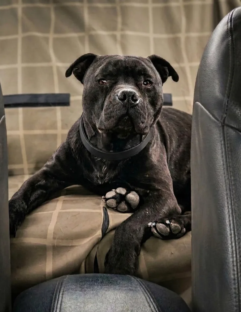 A young medium-sized male Black Pit Bull Terrier dog named Rossi for adoption in Naperville, IL