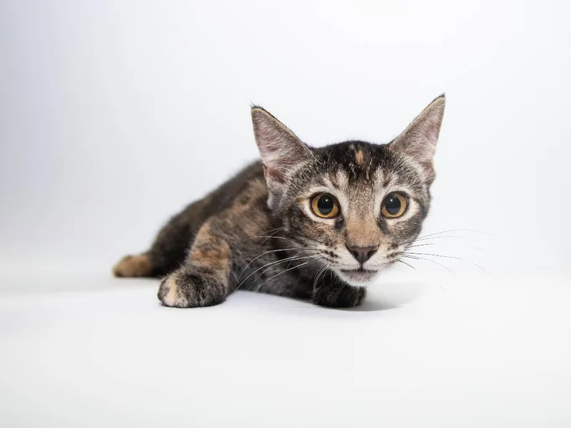 A baby medium-sized female Domestic Short Hair cat named Forest for adoption in Lansing, KS